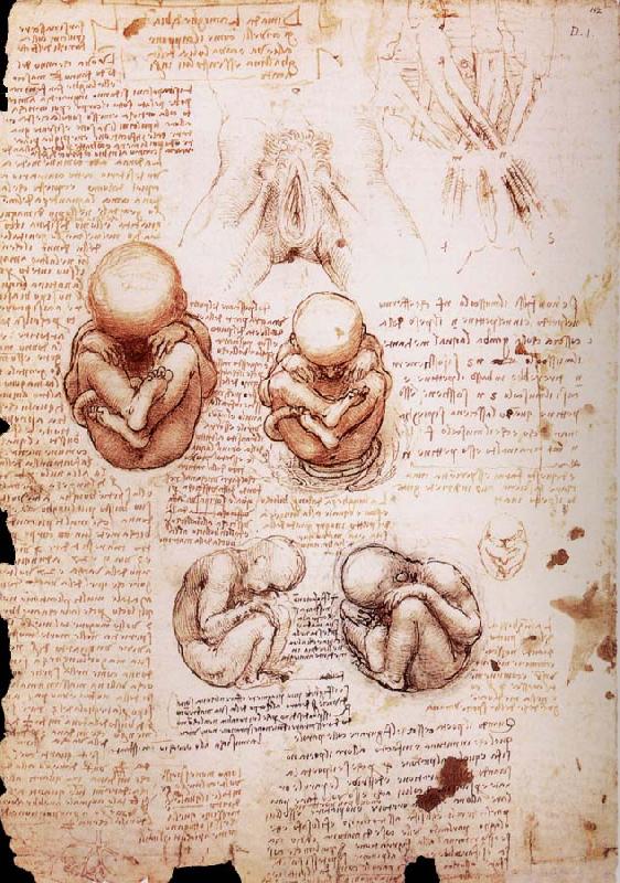 LEONARDO da Vinci The Fotus in the Uterus